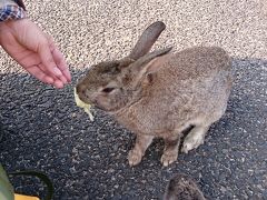 ☆うさぎとイルミネーションに　癒される旅・１☆　　　三原→大久野島→三原