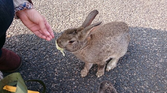 うさぎとイルミネーションに 癒される旅 １ 三原 大久野島 三原 竹原 広島県 の旅行記 ブログ By ゆきさん フォートラベル