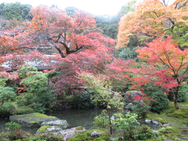 妹から急な京都旅行のお誘いにのりました。姪が京都に住むことになり、京都へ行く回数が増えました。<br />今回は、姪の家から歩いて行けるお寺をめぐり、２日目はホテル近くのお寺をめぐりました。<br /><br /><br />