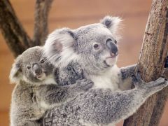 歳末レッサーパンダとコアラ詣の埼玉こども動物自然公園（後編）東園の寒さに弱い動物たち：Hello！クインちゃんとランディくん～名前が決まったコアラの赤ちゃんたちのおんぶに抱っこ＆カピバラのゆず温泉