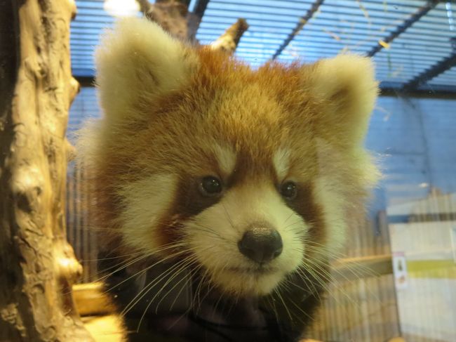 ナイトＺＯＯに行きそびれ、気がつけばすでに１２月。。。やっぱり北陸新幹線が開通してから、在来線で金沢までってのがかなかな困難かなとの先入観で足が遠のいていまったいしかわ動物園ですが…。１１月下旬から８月に生まれたレッサーベビーの公開が始まったらしい。どうしてもベビーちゃんに会いたくて、思い切って出かけてみました。<br /><br />