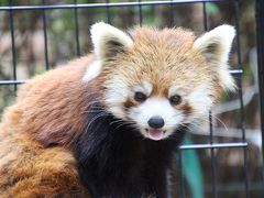 クリスマス前々日の祝日はレッサーパンダの風太一家と過ごすために千葉市動物公園へ（３）レッサーパンダ特集：たくましくなったメイタくんとまい・みい姉妹はまだ同居中、へっぴり腰な風太くん、両手でリンゴを食べるクウタくん、肩乗り源太くん久しぶり