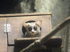 クリスマス前々日の祝日はレッサーパンダの風太一家と過ごすために千葉市動物公園へ（４）動物公園の動物いろいろ～アジアゾウのトレーニング＆お外ハシビロコウや夜行性動物のブッシュベイビーに会えた@