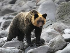 【弾丸】秋の知床1泊2日 野生動物ウォッチング あの若いヒグマと再会