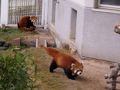 初冬のレッサーパンダ紀行【８】 秋吉台自然動物公園サファリランド　優希君＆風香ちゃん、次の恋のシーズンは期待の新カップルに専念！！