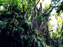 沖縄の城（グスク）と自然に触れる旅　～2015・パワーチャージの旅～