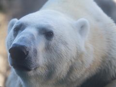 旭川/滝川/留萌/岩見沢ぐるり旅【1】～動物の行動展示で一躍有名になった～旭川市旭山動物園