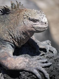 ガラパゴス2日目はサンタ・クルス島北部のイタバカ海峡でシュノーケリングとPlaza Sur島で自然観察！