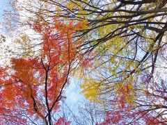 まだ紅葉の残る、初冬の『根津美術館 庭園』を散策