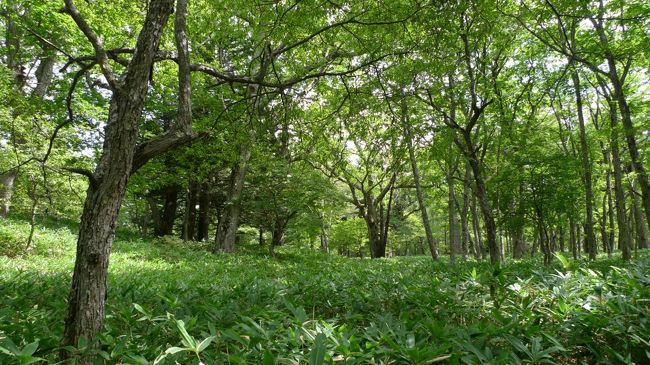 1泊2日で奥日光まで足を伸ばしました。<br />それまで中禅寺湖や日光東照宮等は行った事があったのですが、日光の奥の方はどうなっているんだろう?<br />と、気になっていました。<br />東武鉄道に浅草駅から日光まで行って、日光ではバス乗り放題のチケットがお手頃な価格で売っていたので、それを利用しました。<br />移動・ホテル合わせ、総額一人2万円以下ぐらいでしょうか。<br />お財布にも優しかったです。<br />奥日光は自然がいっぱい。<br />遊歩道があり、想像以上に自然散策でリフレッシュできました。