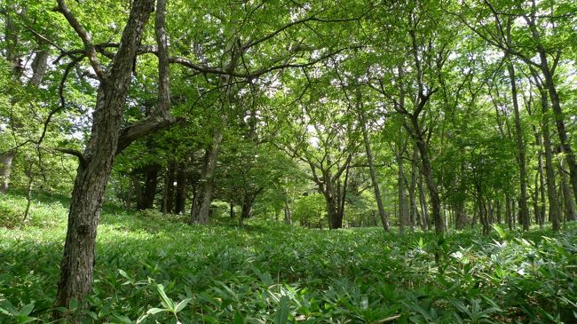 １泊２日で奥日光まで足を伸ばしました。<br />それまで中禅寺湖や日光東照宮等は行った事があったのですが、日光の奥の方はどうなっているんだろう？<br />と、気になっていました。<br />東武鉄道に浅草駅から日光まで行って、日光ではバス乗り放題のチケットがお手頃な価格で売っていたので、それを利用しました。<br />移動・ホテル合わせ、総額一人２万円以下ぐらいでしょうか。<br />お財布にも優しかったです。<br />奥日光は自然がいっぱい。<br />遊歩道があり、想像以上に自然散策でリフレッシュできました。