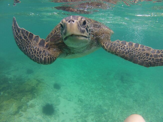 ティントレラス島付近ではガラパゴスペンギン、青足カツオドリ等を観察。その後シュノーケリングではウミガメや海イグアナと一緒に泳ぐ！