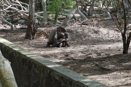 ゾウガメ繁殖センター訪問とゾウガメ街道でゾウガメと一緒に散歩♪