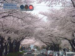 満開の相模原桜通り