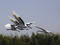 新春の後楽園にタンチョウ舞う！