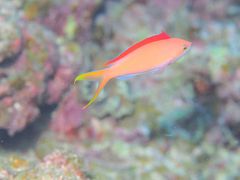 石垣島一人旅その２