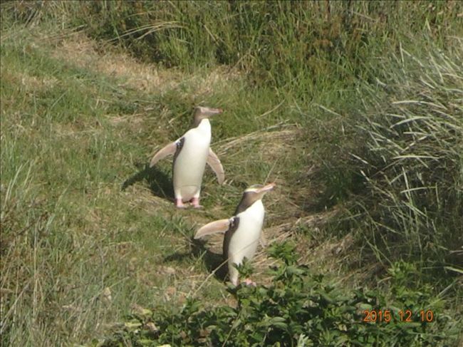 ６日目、南島の東海岸に向け出発します。<br /><br />まずフルーツの町、クロムウエルへ行き、フルーツを試食。<br /><br />その後、ダニーデンで市内観光＆オタゴ半島のペンギンプレイスで、南島に生息する yellow eyed penguin を見に行きました。<br /><br />可愛かったです～(^.^)<br />