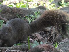 今年も正月は台湾で！訪台は４度目になりました～(6)「二二八和平公園」では、台湾リスにも遭遇！