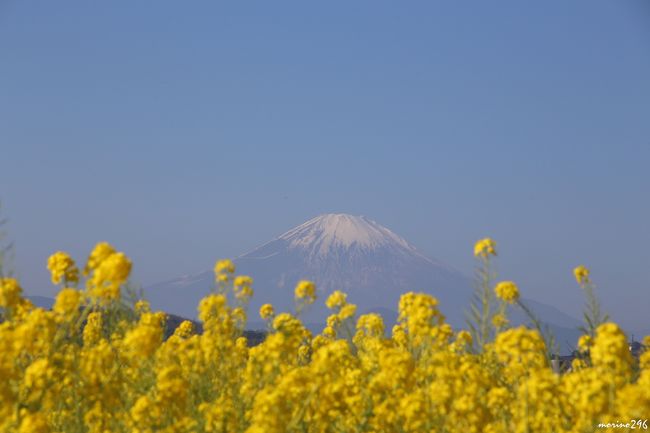 明けましておめでとうございます。今年も宜しくお願いします。<br /><br />穏やかなお正月となりましたが、三が日は家でゆっくりしており、この日が初お出掛けとなりました。<br />早咲きの菜の花で知られる神奈川県二宮町の吾妻山ですが、既に菜の花も満開とのことなので、ネットで富士山のライブカメラをチェックして出掛けました。<br /><br />気温も上がり３月の陽気となり、雲ひとつない青空をバックに、菜の花と富士山を楽しむことが出来ました。<br /><br />吾妻山の菜の花をご覧に行かれる方は、お早目にお出掛けください。<br />菜の花の咲き具合などは、二宮町観光ナビを参考にされると良いですよ。<br />http://shonan-ninomiya-kankou.com/