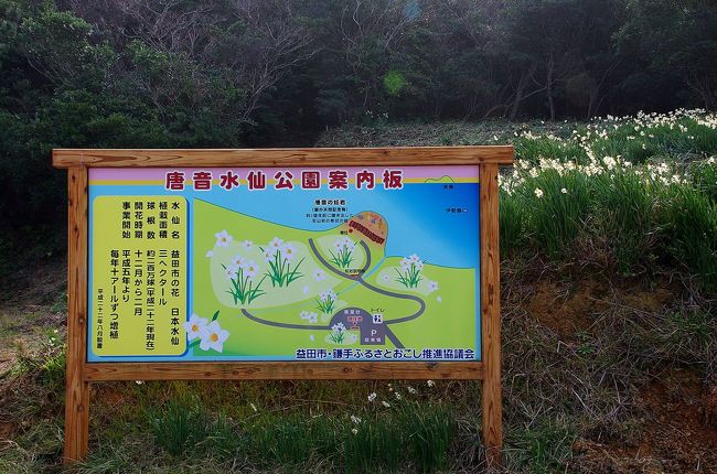 ネットで偶見た記事で島根県益田市に水仙がたくさん咲いている場所があることを知りました。<br />咲き頃を迎えたとの情報を得たので父母を連れて見に行ってきました。<br />JR山陰本線、鎌手駅から日本海に道を折れて細い道を岬に向けて走ると駐車場の先に海まで続く崖に水仙が咲き誇っていました。<br />日本海の海の青と空の青、そして緑色の葉の先に白い水仙が咲いていい匂いを放っていました。<br />同時に唐音の蛇岩を見て、その帰りに鵜ノ鼻という岬にある鵜ノ鼻古墳群を見て回りました。<br />その後、益田のゆめタウンに立ち寄り、駐車場内にあるどんどんでうどんを食べて帰路につきました。