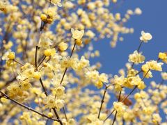 早くも開花！甘い香りのロウバイのお花と長瀞アルプス陽だまりハイキング（2016年1月4日）　