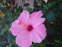 急遽ハワイで年越し（予約編）