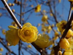 土浦より。 ご近所で発見！輝く・芳しきロウバイの園