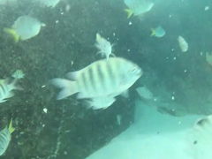 シミラン諸島ツアー　その１