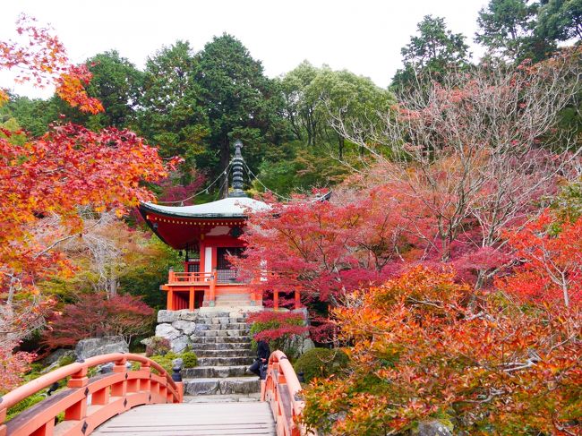 秋の京都に出張した．今日は初めての同伴者．プレミアムポイントを稼ぎたいのと，私の仕事先からは東京駅よりも中央環状線経由で羽田空港の方が便利なことと，今回大阪空港にスイートラウンジができたこともあり，京都に行くのに伊丹経由で向かう．このコース今年3回目．仕事場を1220に出て，1315羽田着　1500発のNH31便で大阪伊丹．タクシーで京都へ．<br />宿舎と仕事先はホテルグランヴィア京都．この間の京都のホテルの高騰はとんでもない状態だ！写真にした部屋，以前は18000円くらいだった．7月でも29000円，いまは36000円だ．仕事でなければとても泊まる気になれない．ひどい話だ．観光立国というが基盤が全く追いついていない．1820-2130まで仕事．0710に朝食へ　和定食にする．五つ星の水準の「京のおばんざい」の雰囲気を残した朝食だった．しかし朝食料金は割高と思う．熟年の夫婦が宿泊していたがとても高くてプライベートには泊まれない．0840にタクシー待たせてある．帰りの飛行機が1200発のNH24便なので2時間弱時間がある．せっかくの京都どこに行こうか．．<br />紅葉の醍醐寺を訪れた．もう4-5日後が紅葉の盛りと思うが，弁天堂周辺や撮影禁止の三宝院庭園の紅葉はすばらしかった．<br />醍醐寺にお参りしたのはたぶん13年ぶりとおもう．やはり大伽藍は素晴らしい．時間がなく上醍醐まで行けなかったのが惜しかった．不動堂の五大明王像もなかなかよい．金堂では平安時代の仏像のような鎌倉初期の薬師如来像や日光月光菩薩，平安の四天王などがすばらしかった．秋の京都は素晴らしいが，いまはめちゃくちゃホテル代がかかり，プライベートでは行く気にはなれない．<br />詳細はsuomita2<br />【国内204】秋の京都への出張1　　ホテルグランヴィア京都　高騰にびっくり<br />http://4travel.jp/travelogue/11086687<br />秋の京都への出張2-紅葉の醍醐寺を訪れる<br />http://4travel.jp/travelogue/11088247<br />を参照を<br />