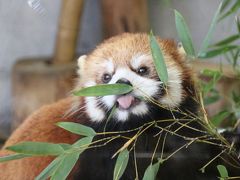 歳末レッサーパンダ詣とイルミネーションで良い年を願う（１）羽村市動物公園（前編）我が埼玉出身のラテとお嫁さんのソラちゃんはお互い意識した緊張同居中＆穏やか円熟ペアのゴウくんとリンリンちゃん