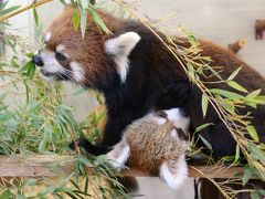 新春・レッサーパンダ詣は恒例の静岡市立日本平動物園へ（２）レッサーパンダ特集：年末脱走騒ぎのスミレちゃんは展示中止、でも美人ママ・シーちゃんと亡きタケルくんの分までママに甘え放題のヤマトくん、美少女まつばちゃんとやんちゃなタク・パパに癒されて