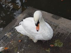 白鳥と鳩と雀しか名前が分からないけれど、野鳥を見に行ってみました