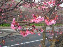 三浦半島の春　・　・　・　桜が咲いた