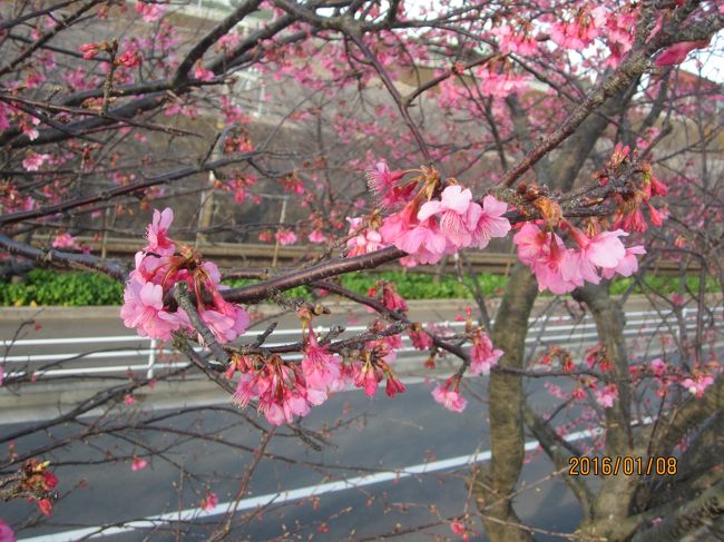 暖かい2016年が始まった<br />三浦半島には三浦海岸の<br />河津桜の並木がある<br />城ケ島には水仙が咲く<br />公園がある<br />暖かい春に誘われ咲き<br />始めた。