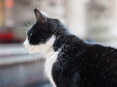 今年の締めくくりに台湾へ③　3日目　義天宮で猫と再会～桃園機場CXラウンジで点心うまうま