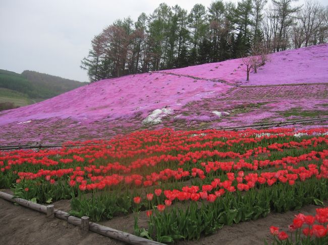 午前中、雪の旭岳姿見の池を訪れ、午後は遠軽、太陽の丘えんがる公園を訪れ、芝桜を見る。今日の泊まりは丸瀬布温泉、マウレ山荘なのでじっくり見られず、次の日にも寄ることにした。芝桜を見に昨日の公園へ。芝桜を見た後、サロマ湖沿いの２３８号を走り、昔鉄道の走っていた跡を公園にしたところで休憩。その後、緑駅を通り神の子池に立ち寄る。以前訪れた時には、夏で木々が茂り池に直接光が差し込まず、素晴らしい緑色の水面を見せてくれたが、今回は木々にまだ葉が無く、水面が明るいため、売りの緑色が淡くしか見られなかった。