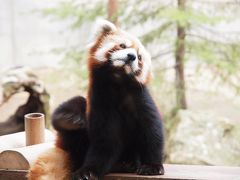 レッサーパンダの赤ちゃんに会いにいしかわ動物園に行こう♪ランチは金沢でお寿司をたくさん食べました