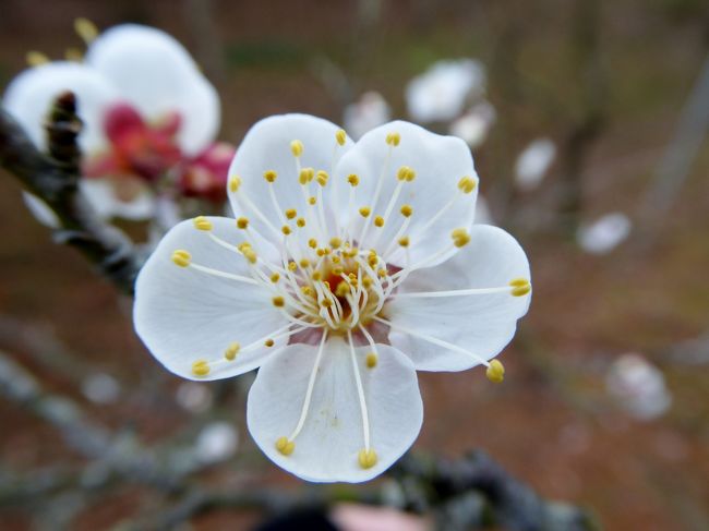 今年初めて「花の文化園」へ・・・<br />４トラ旅行記に各地のロウバイ花便りが投稿されていたので楽しみに見に行きました。<br /><br />梅が咲き始めていたのでビックリ、そしてユキワリイチゲも・・・昨年は両方共に３月に咲いていたんです。<br /><br />1月８日（金）ＮＨＫのニュースで「花の文化園」のユキワリイチゲとセツブンソウが放送されたそうで、沢山の方が見に来られていました。<br /><br />