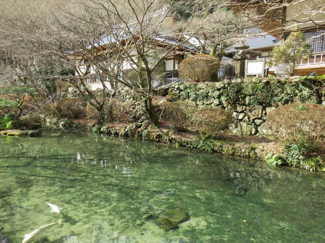 一ヶ月前に来た温泉にまた戻ってきた。真冬のはずだが、今日も寒くはないので、最初に禅寺の大寧寺を訪れて、ゆっくり温泉につかった後は、いつものコースである音信川（おとずれがわ）沿いを散歩した。<br /><br />この地域は、繰り返し訪問したり滞在した場所であるので、近所の散歩と同じ感覚である。<br /><br />最初の写真は水が綺麗になり、鯉がよく見えるようになった大寧寺の本堂の前の池。<br />