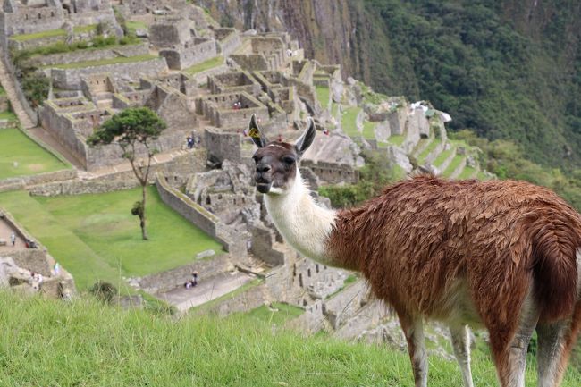 冬休みを利用して、マチュピチュ、ウユニ塩湖、クスコを旅しました。<br />すべて個人手配をした為、トラブル多発で苦労しましたが、それも含めて良い思い出になりました。<br /><br />10泊11日の旅<br />12月19日　ﾒｷｼｺｼﾃｨ→ﾊﾟﾅﾏｼﾃｨ→ﾘﾏ<br />12月20日　ﾘﾏ→ｸｽｺ<br />12月21日　ｸｽｺ→ﾏﾁｭﾋﾟﾁｭ<br />12月22日　ﾏﾁｭﾋﾟﾁｭ<br />12月23日　ﾏﾁｭﾋﾟﾁｭ→ｸｽｺ<br />12月24日　ｸｽｺ→ﾗﾊﾟｽ→ｳﾕﾆ予定　ﾄﾗﾌﾞﾙにより急遽ｸｽｺStay<br />12月25日　ｸｽｺ→ﾗﾊﾟｽ→ｳﾕﾆ　ｳﾕﾆ塩湖星空ﾂｱｰ<br />12月26日　ｳﾕﾆ塩湖ﾂｱｰ<br />12月27日　ｳﾕﾆ→ﾗﾊﾟｽ→ﾘﾏ<br />12月28日　ﾘﾏ→ﾊﾟﾅﾏｼﾃｨ→ﾒｷｼｺｼﾃｨ<br />12月29日　ﾒｷｼｺｼﾃｨ→ 帰宅　　