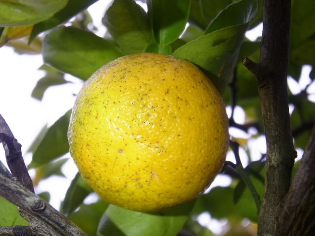 以前から四国に柑橘を求める旅をしたいと考えていましたが、2015年春に<br />「ゆこう」という柑橘を知り、調べてみると徳島県内陸部でしか栽培されて<br />おらず、希少な品種だとわかりました。<br /><br />その中で栽培量が大半を占める徳島県上勝町に関心を持ち、ゆこうだけでは<br />なく、山里の上勝町の現状も見たく旅行を計画しました。<br />本来は収穫ピークの10月に伺いたかったのですが、都合により11月になった<br />ものの「ゆこう」の果実を入手でき、手絞り果汁を味わえました。<br /><br />２泊３日の旅でしたが、移動以外を全て上勝町で費やし、まるで「ゆこう」<br />果汁のような濃厚な行程でした。<br />では、ご覧になってやってください。