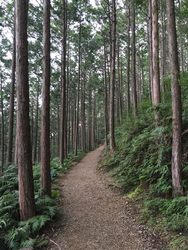 ここ数年学生時代の友人と行っている秋の旅。今年は熊野古道ウォークをテーマにしました。<br />山歩きに恐怖の階段、温泉に浸かってパンダに癒され、今年も楽しい旅ができました。<br /><br />10月10日<br /><br />紀伊田辺集合　→　霧の郷たかはらでランチ　→　熊野古道ウォーク　→旅館あづまや泊　　<br />