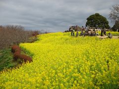 **二宮**菜の花散歩♪ ～えーっ！もう満開？～ 2016.成人の日