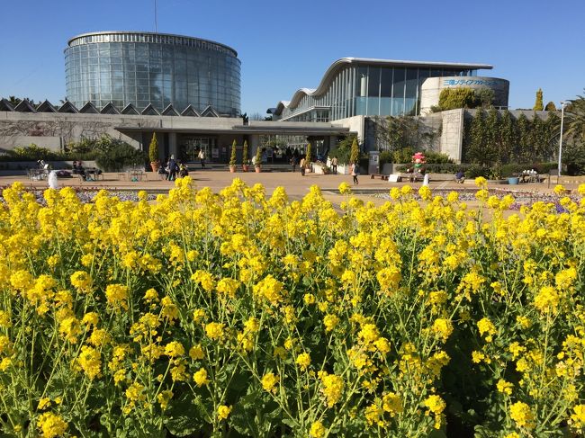天気の良い休日、近場の千葉市花の美術館へ行ってきました。<br />暖冬のせいか、1月なのに菜の花が満開!<br />稲毛海浜公園は猫が多いので、散歩も楽しいです。