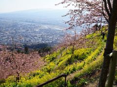 松田の河津桜まつりと菜の花まつり