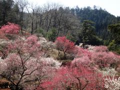 吉野梅郷梅まつりと御嶽駅まで散策