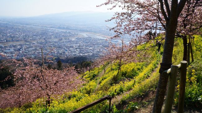 松田の河津桜まつりと、お隣、あぐりパーク嵯峨山園の菜の花まつり
