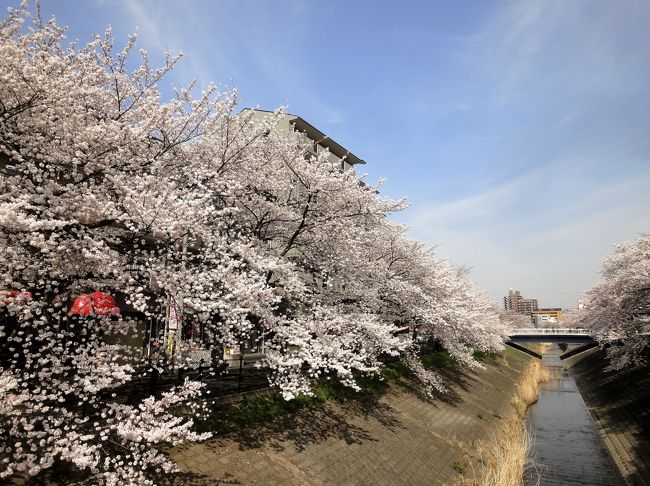 桜が満開となった4月<br />友人と映画「耳をすませば」のモデルとなった聖蹟桜ヶ丘の町を散策&大栗川にて桜を堪能