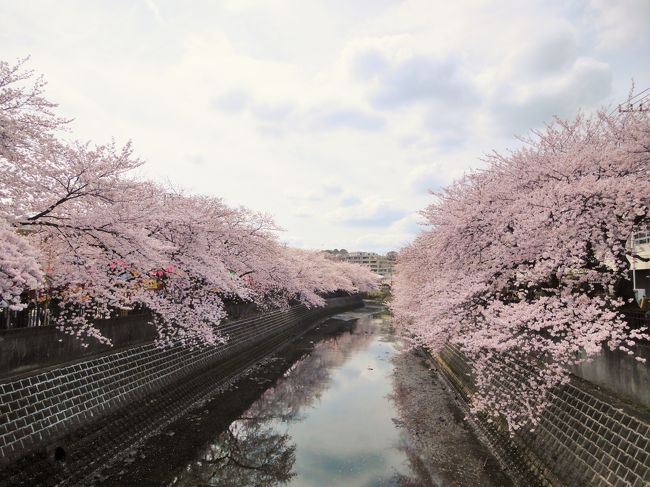 大岡川を上大岡から野毛まで桜を見物しながら歩く