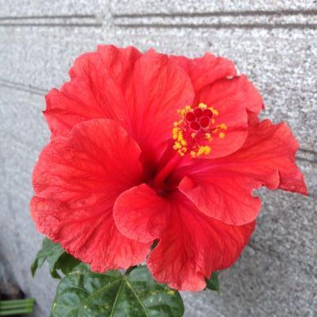 二歳半になる娘と初めての二人旅。<br />むりやり有給を押し込んで(笑)のんびりの四泊五日。<br /><br />沖縄は娘は4回目。<br />母は多分14回目くらい。。。<br /><br />ただいま~!!